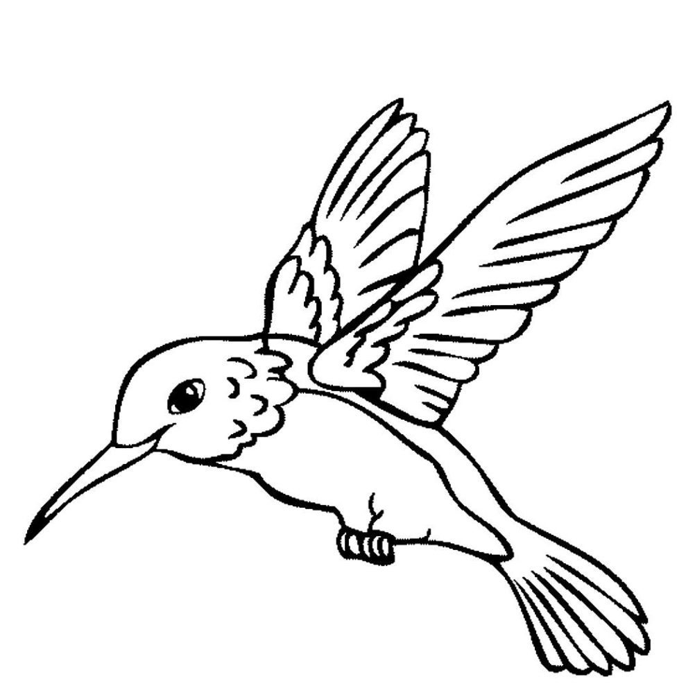 Hummingbird Coloring Pages Printable at GetColorings.com | Free