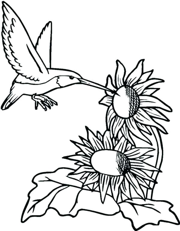 Hummingbird Coloring Pages Printable at GetColorings.com | Free