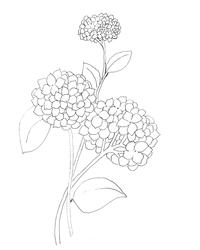 Hydrangea Coloring Page at GetColorings.com | Free printable colorings