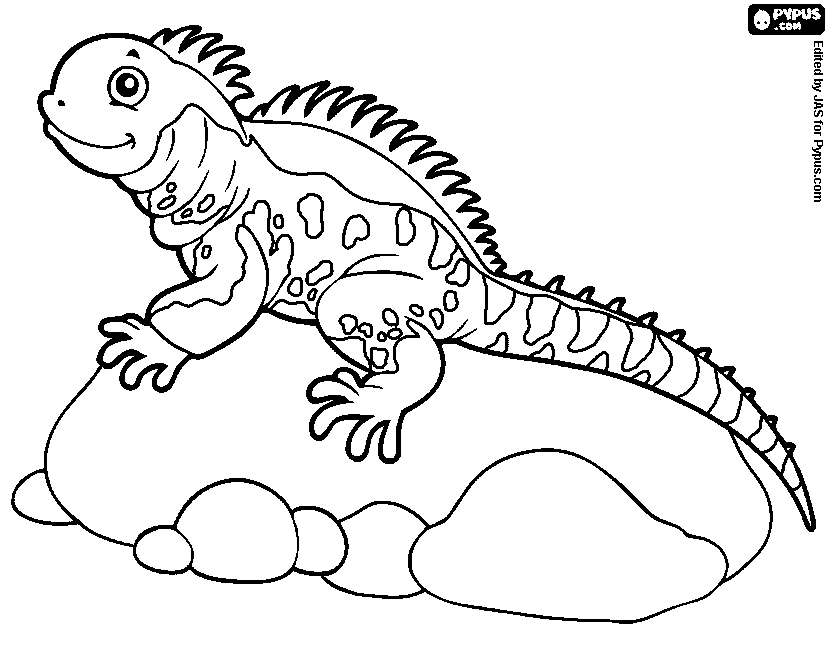 Iguana Coloring Page At GetColorings Free Printable Colorings