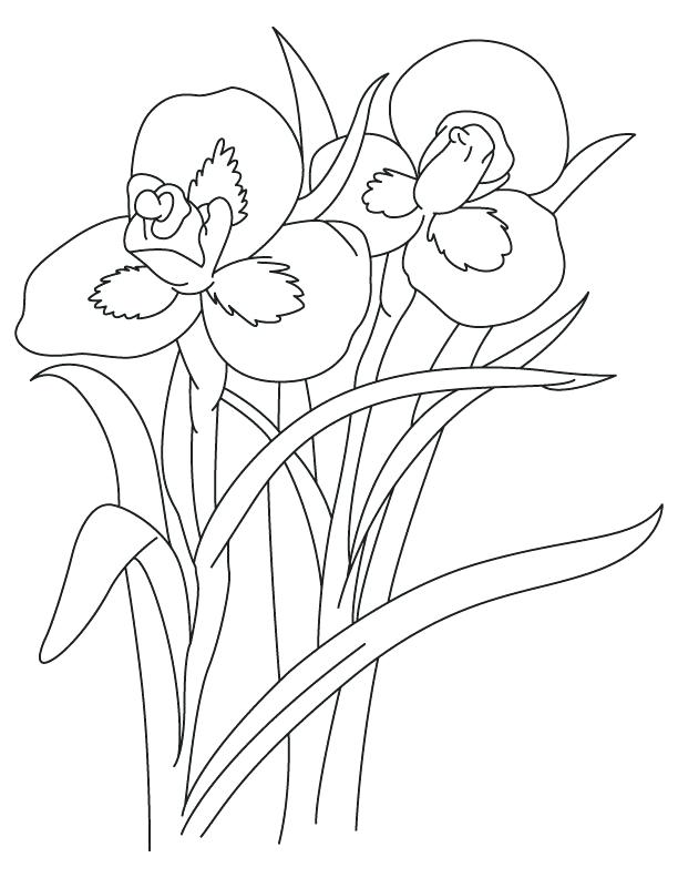 Iris Coloring Page at Free printable colorings pages