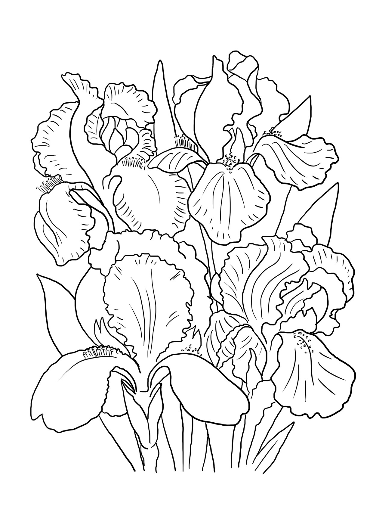 Iris Coloring Page at GetColorings.com   Free printable colorings pages ...
