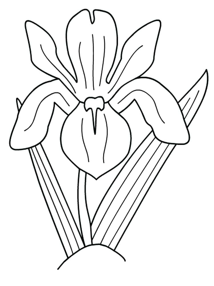 Iris Coloring Page at GetColorings.com | Free printable colorings pages