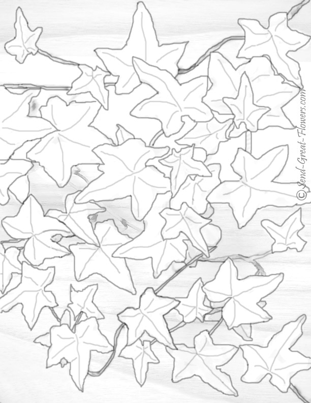 Ivy Coloring Page at GetColorings.com | Free printable colorings pages
