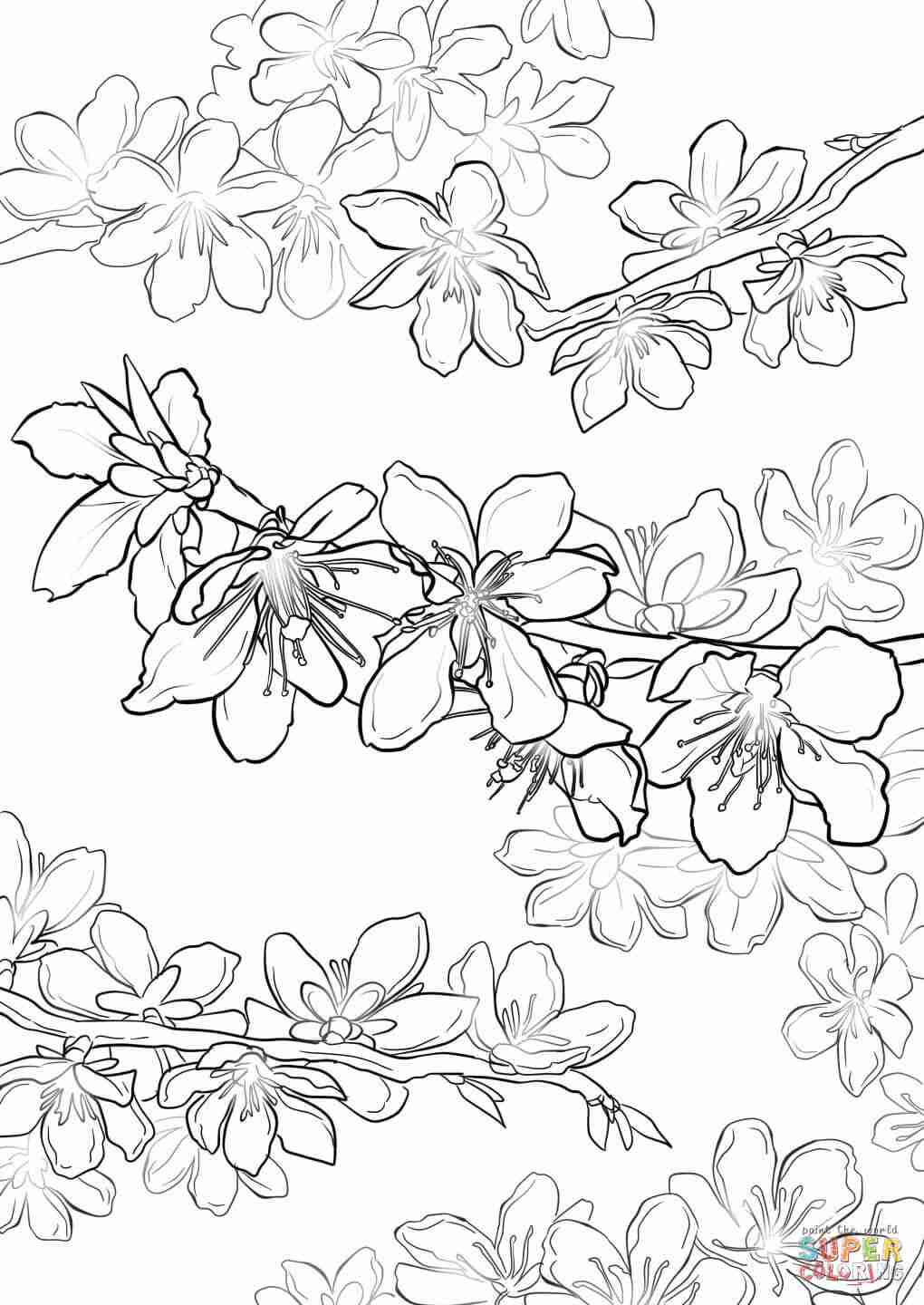 Cherry Blossoms Printable