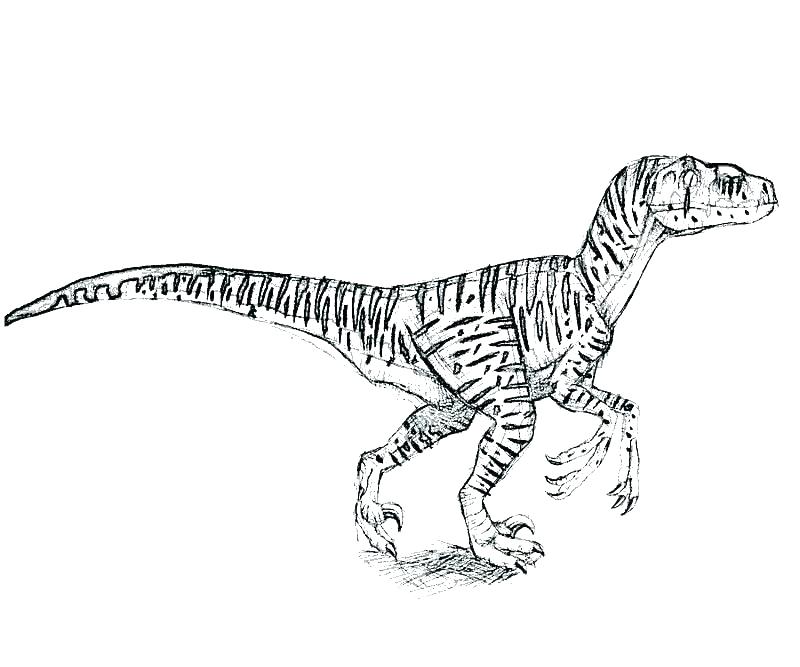 Jurassic World Raptor Coloring Pages at GetColorings.com | Free