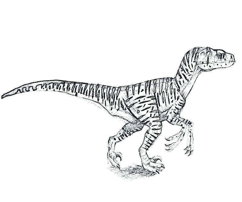 Jurassic World Raptor Coloring Pages At GetColorings Free 