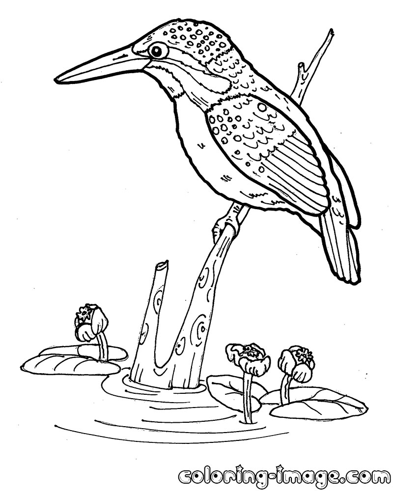 Kingfisher Coloring Page at GetColorings.com | Free printable colorings