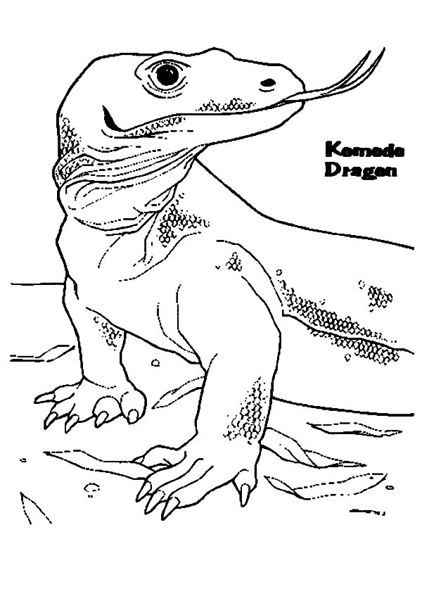 Komodo Dragon Coloring Page at GetColorings.com | Free printable