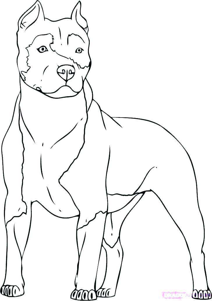 Lab Dogs Coloring Pages at GetColorings.com | Free printable colorings