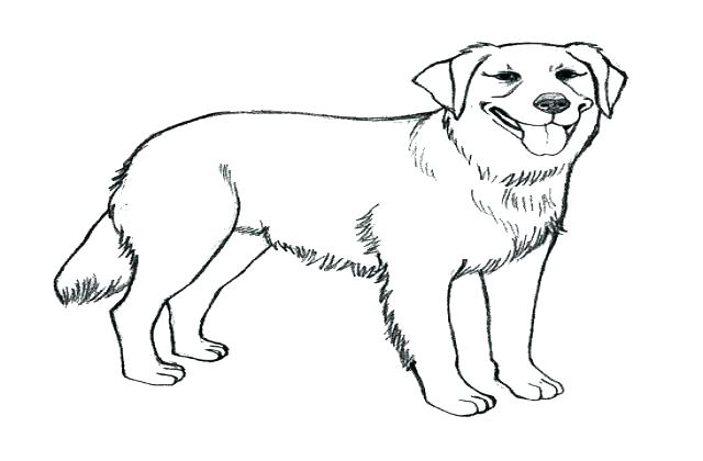 Lab Puppy Coloring Pages at GetColorings.com | Free printable colorings