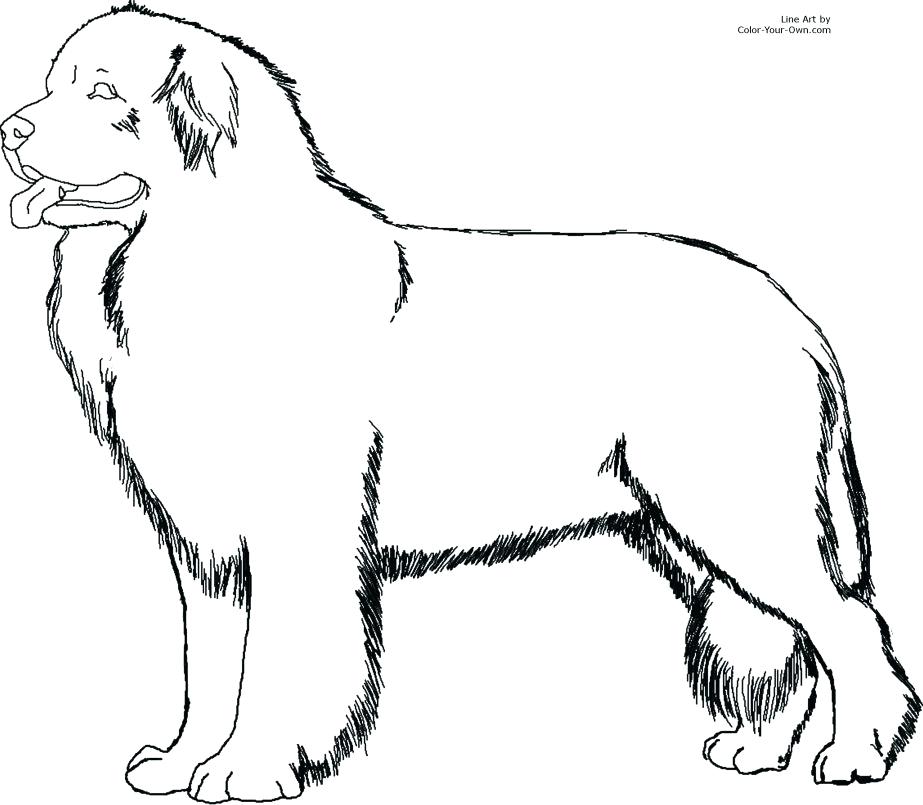 Labrador Coloring Page at GetColorings.com | Free printable colorings