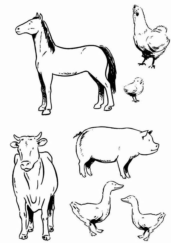 Land Animals Coloring Pages at GetColorings.com | Free printable