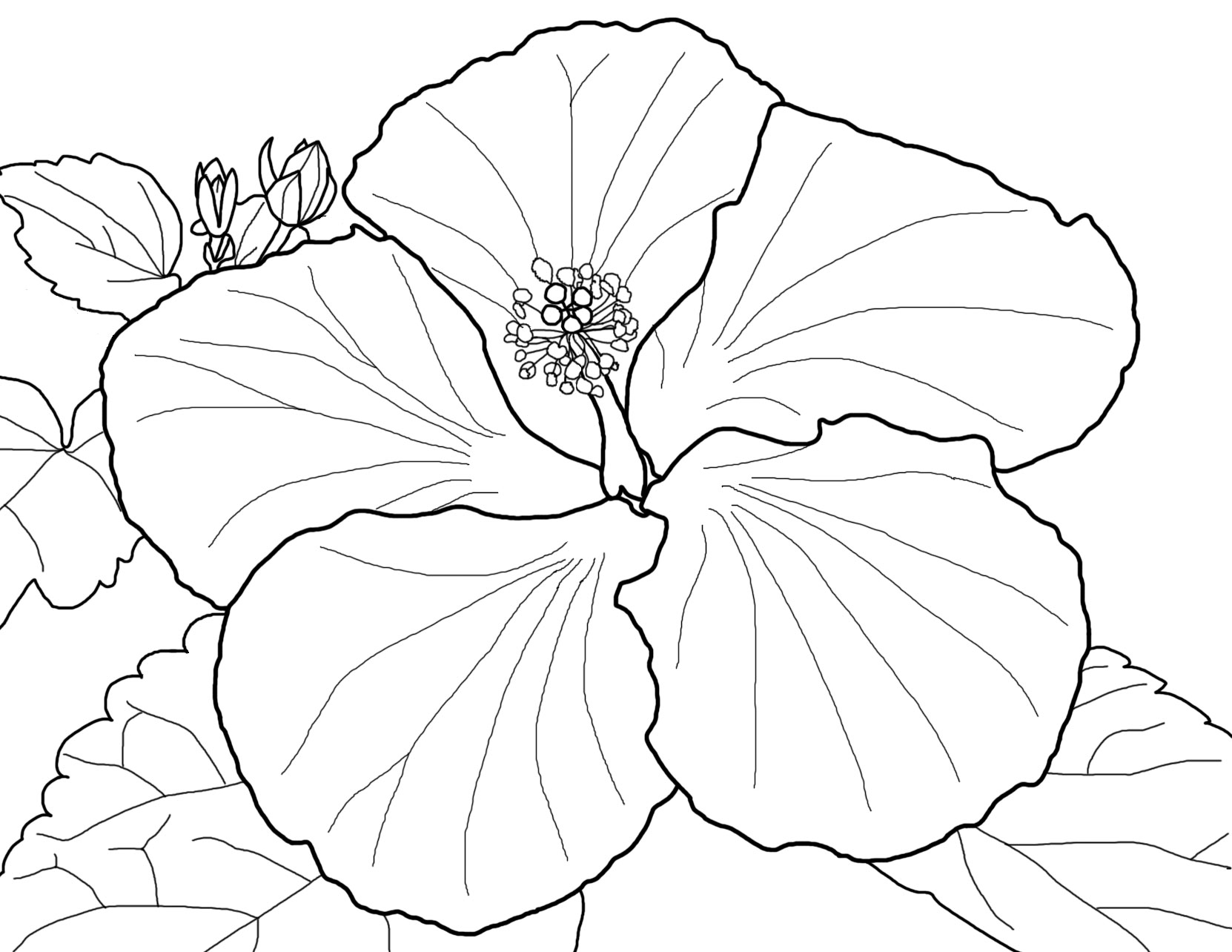 Large Flower Coloring Page at GetColorings com Free printable