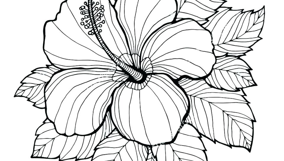 Lavender Coloring Page at GetColorings.com | Free printable colorings