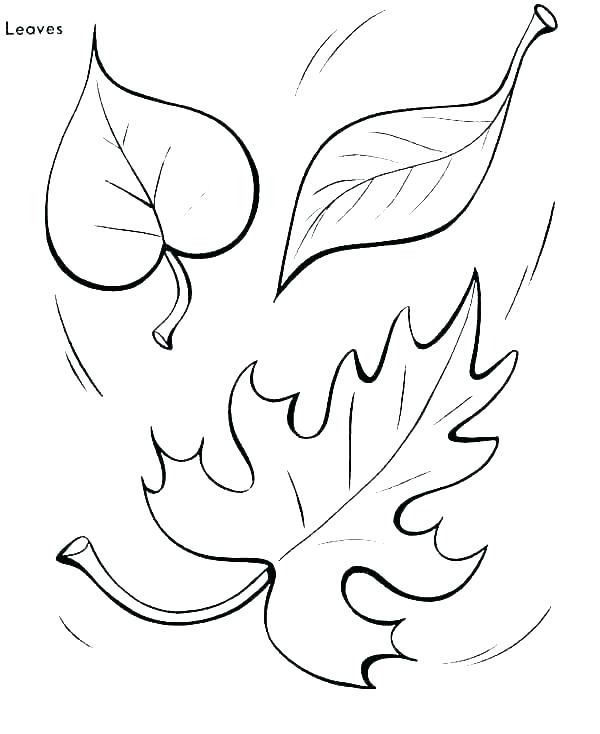 Leaf Coloring Pages For Preschool At GetColorings Free Printable 