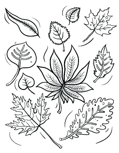 Oak Leaves Coloring Pages at GetColorings.com | Free printable