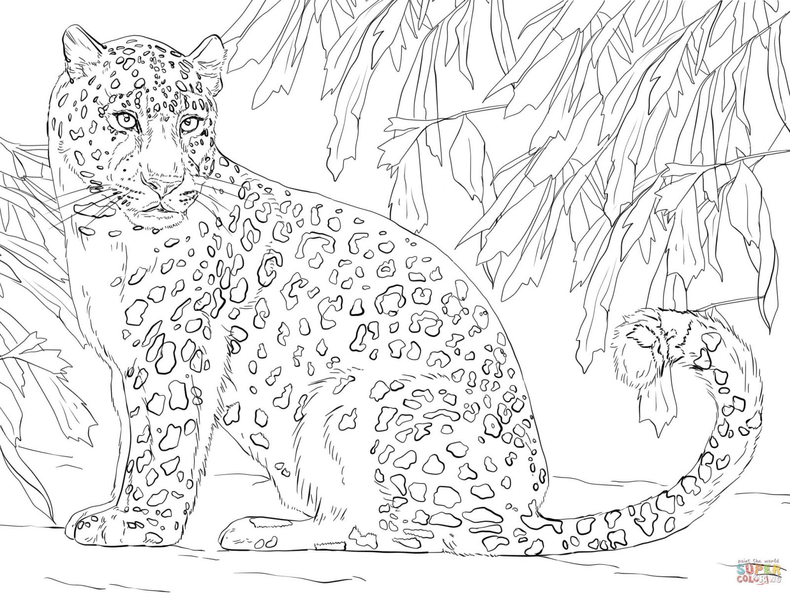 Leopard Coloring Pages at Free printable colorings