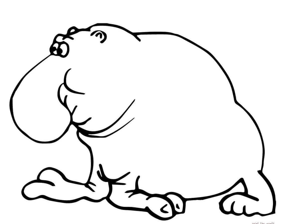 Leopard Seal Coloring Pages At GetColorings Free Printable Colorings Pages To Print And Color