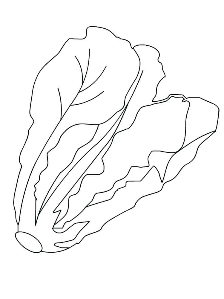 Lettuce Coloring Page At GetColorings Free Printable Colorings 