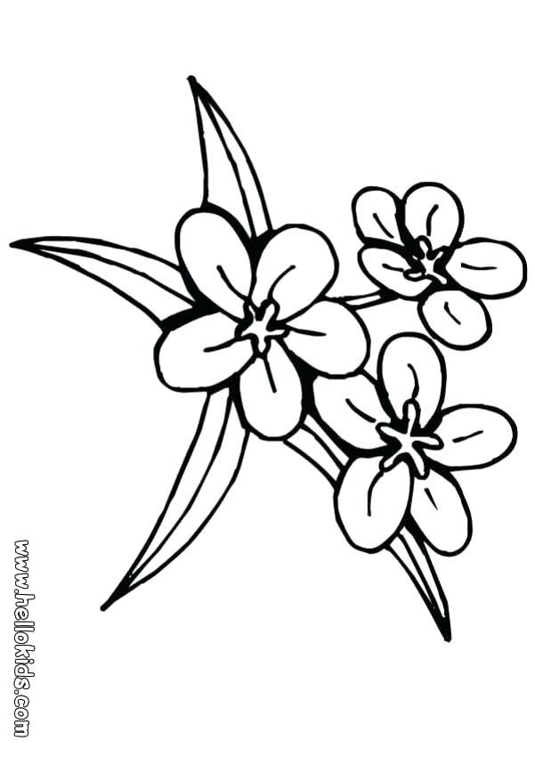 Lily Flower Coloring Pages at GetColorings.com | Free printable