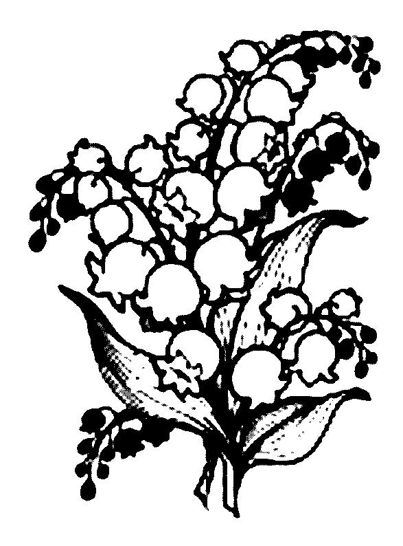 Lily Of The Valley Coloring Pages at GetColorings.com | Free printable