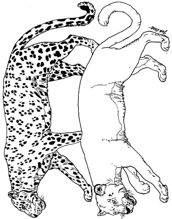 Lion And Tiger Coloring Pages at Free printable