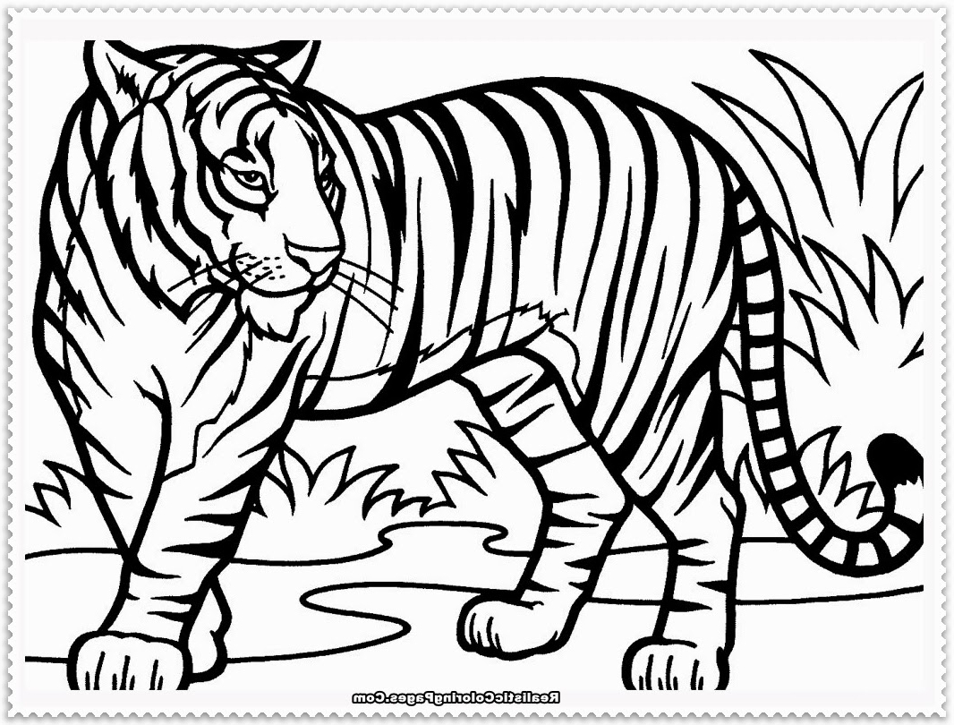 Lion And Tiger Coloring Pages at GetColorings.com | Free printable