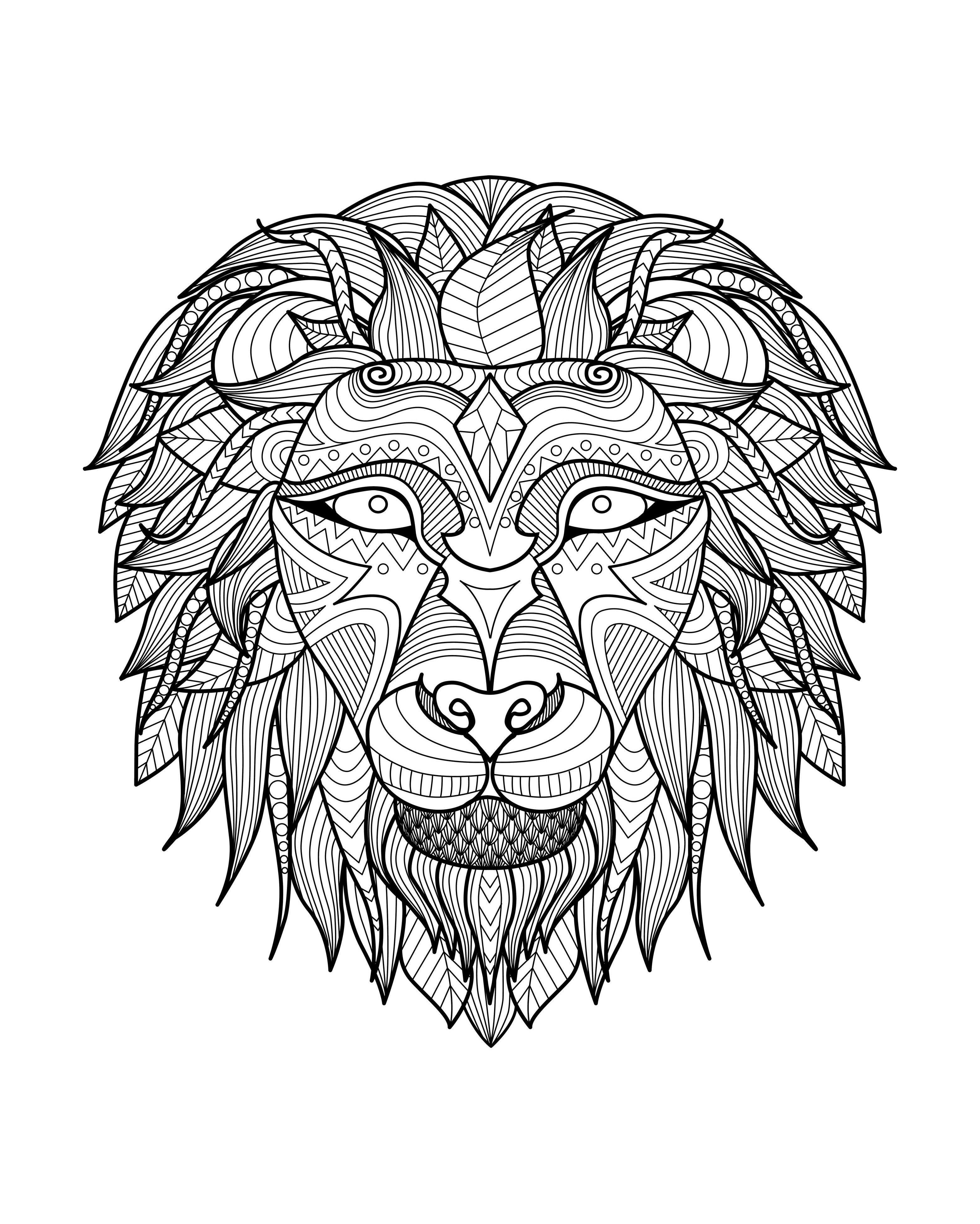 3128x3907 Africa Lion Head 2