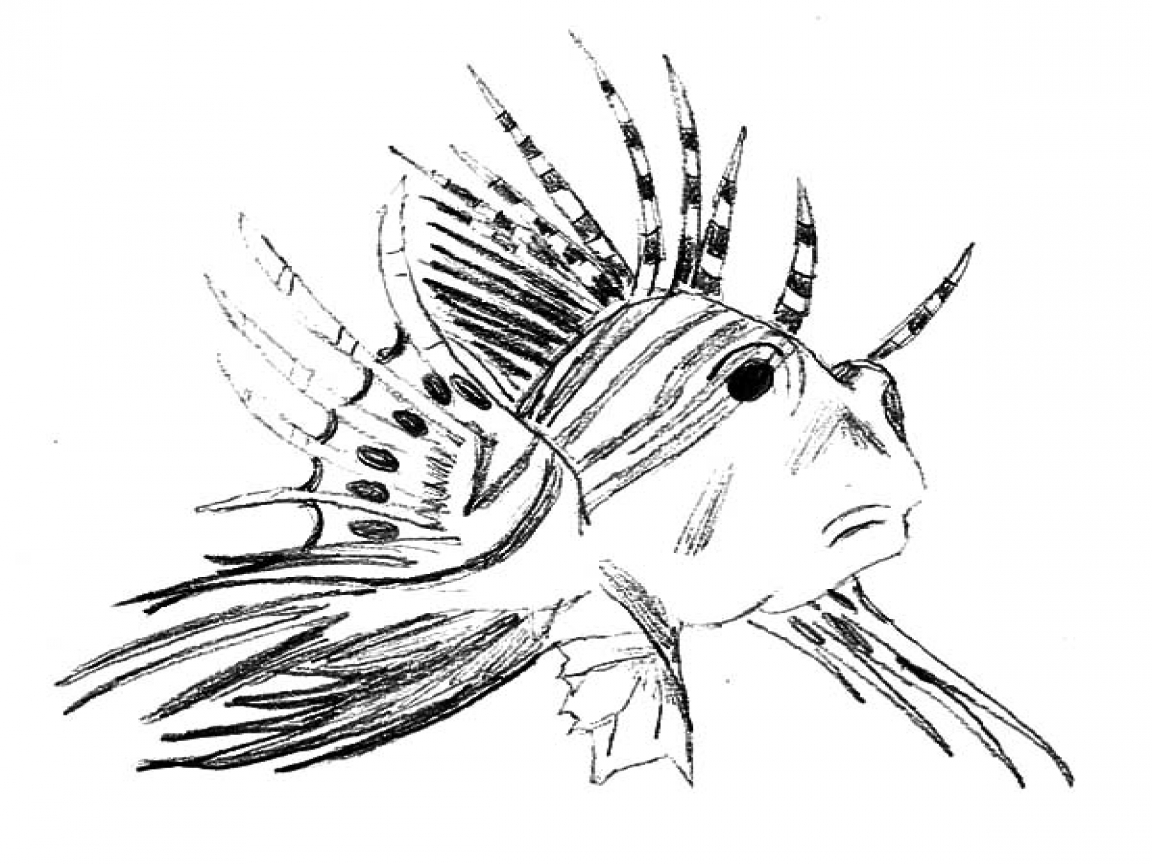 Lionfish Coloring Page at GetColorings.com | Free printable colorings