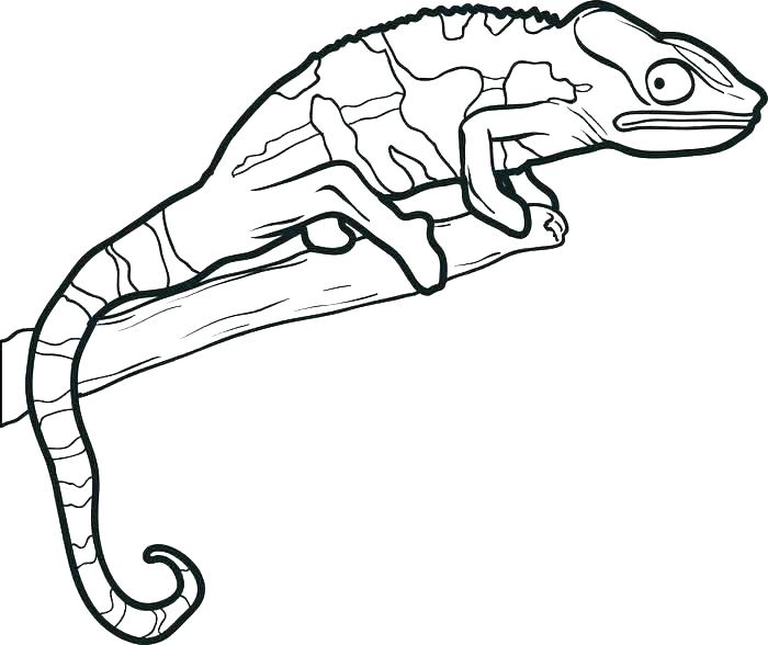 lizard coloring pages for kids at getcolorings  free printable colorings pages to print and