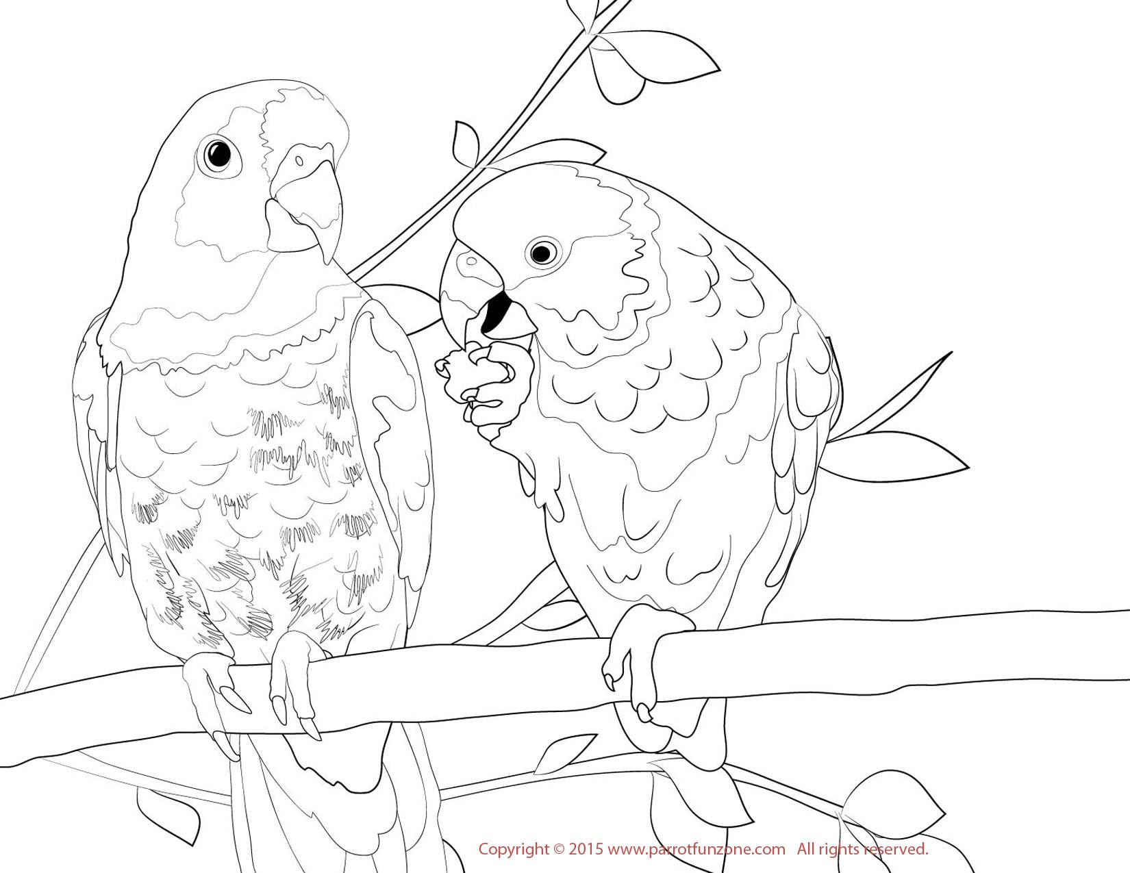 1650x1275 Love Bird Coloring Page Free Printable Pages Beauteous Birds Acpra