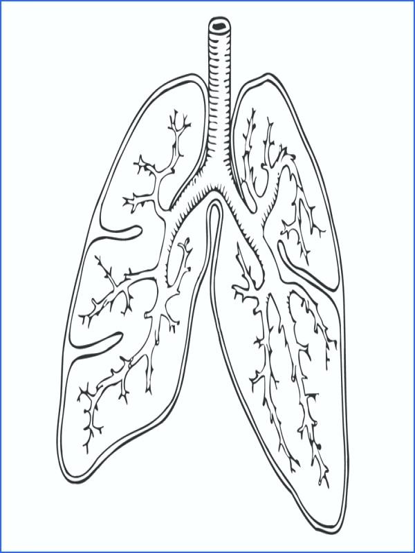 Lungs Coloring Page at GetColorings.com | Free printable colorings