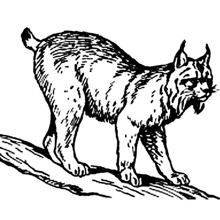 Lynx Coloring Page at GetColorings.com | Free printable colorings pages