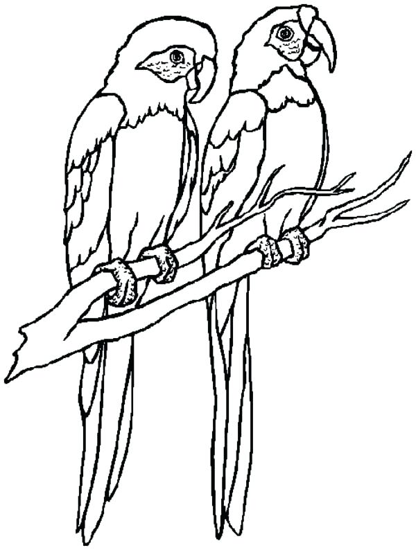 Macaw Coloring Page at GetColorings.com | Free printable colorings