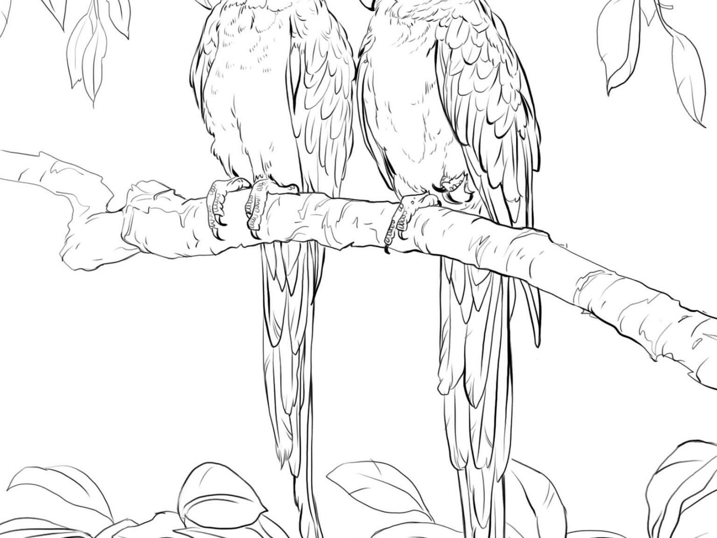 Macaw Coloring Page at GetColorings.com | Free printable colorings