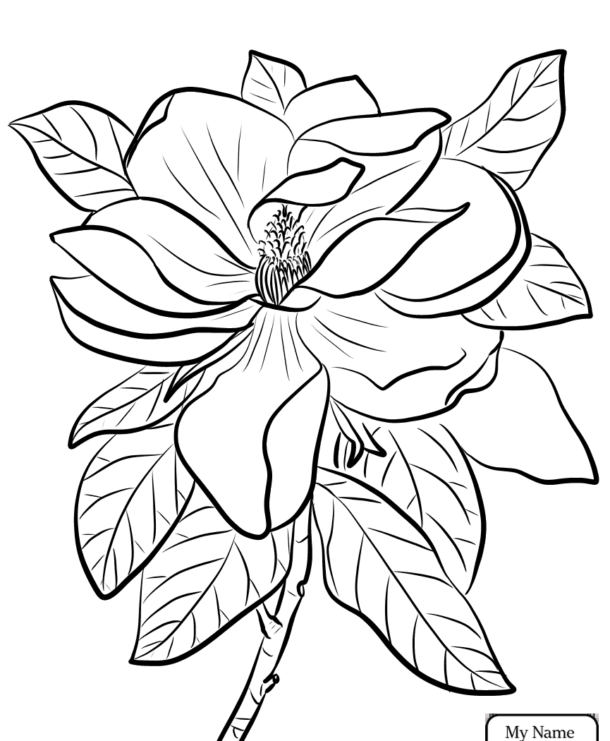 Magnolia Flower Coloring Page at GetColorings.com | Free ...