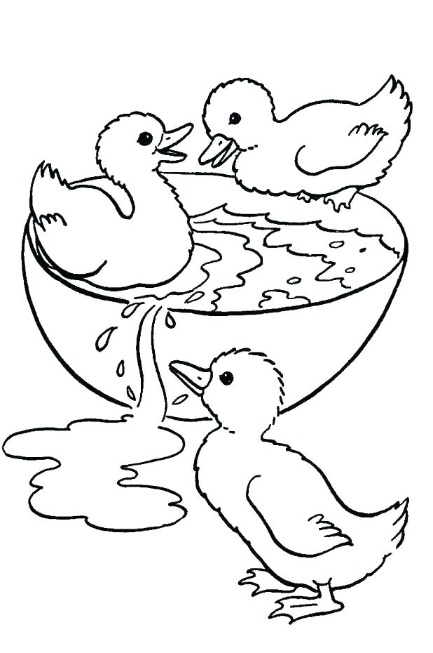 Mallard Coloring Page At GetColorings Free Printable Colorings