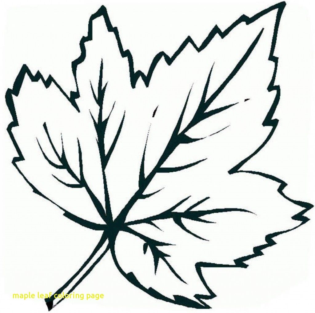 1024x1017 Maple Leaf Coloring Page Printable Pages Autum 15755 Unknown