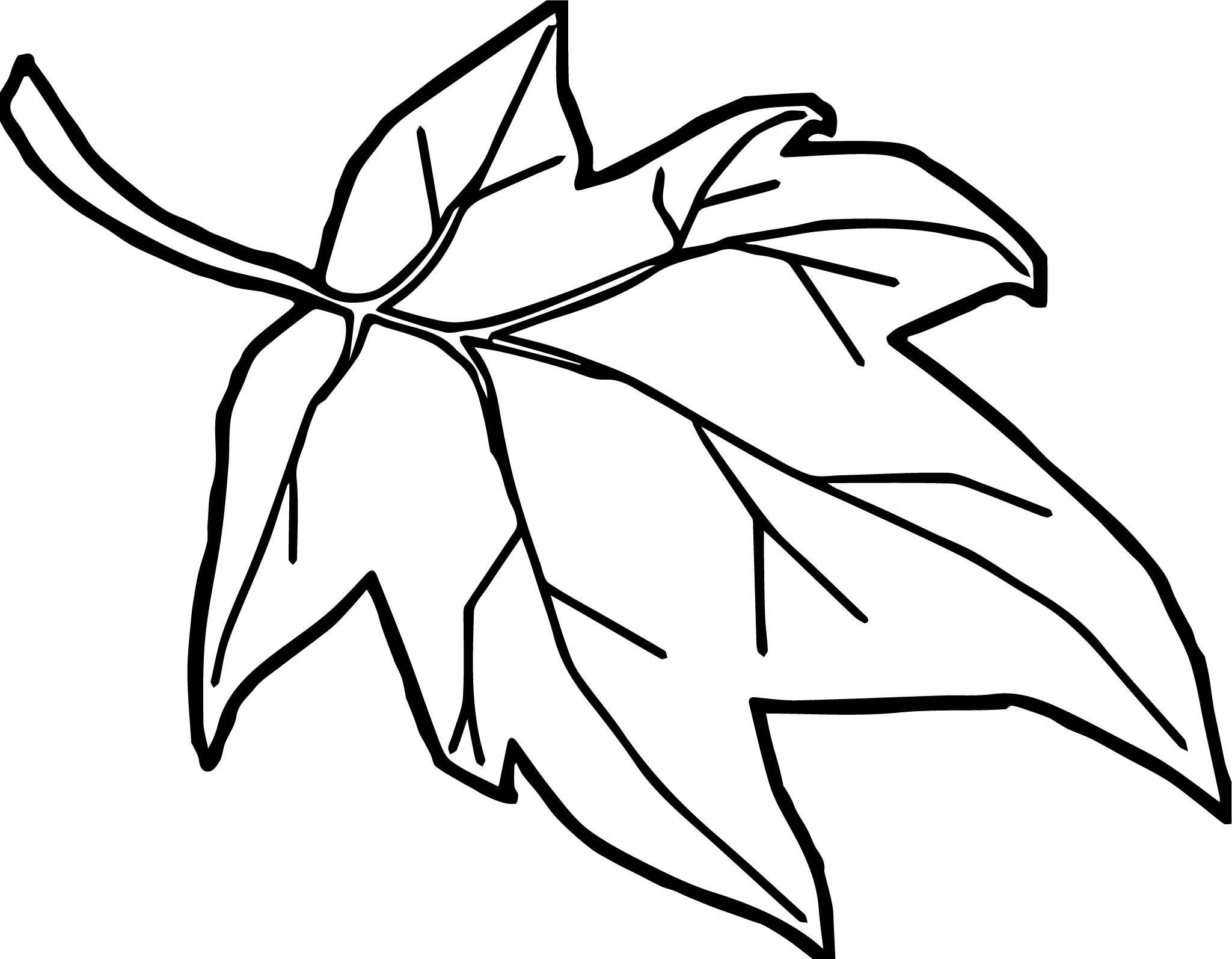 Maple Leaves Coloring Pages