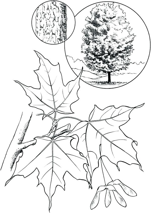 Maple Tree Coloring Page at GetColorings.com | Free printable colorings