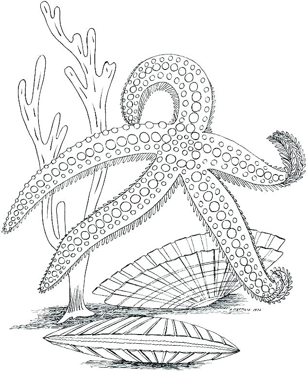 Marine Coloring Pages at GetColorings.com | Free printable colorings
