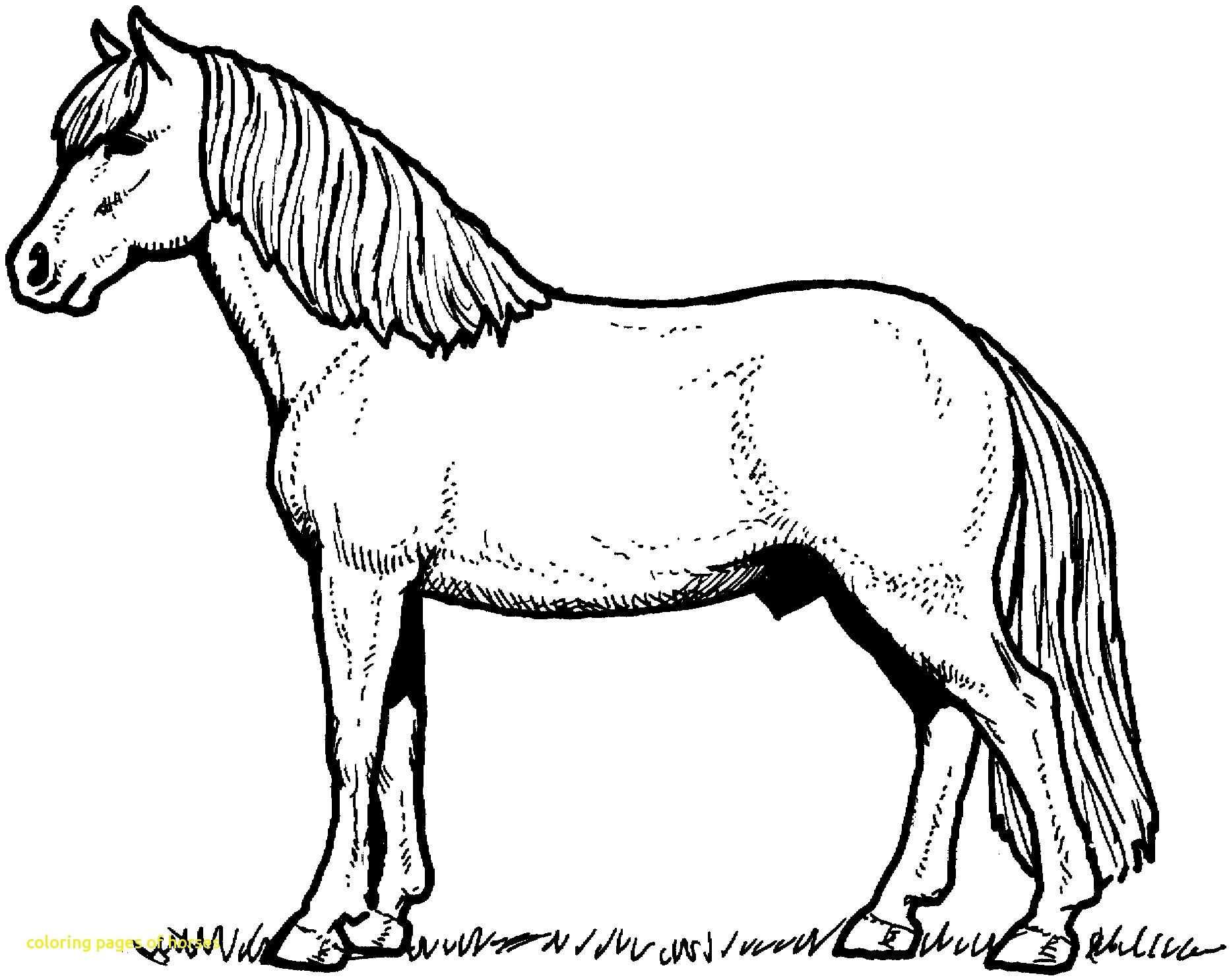 Miniature Horse Coloring Pages at Free printable