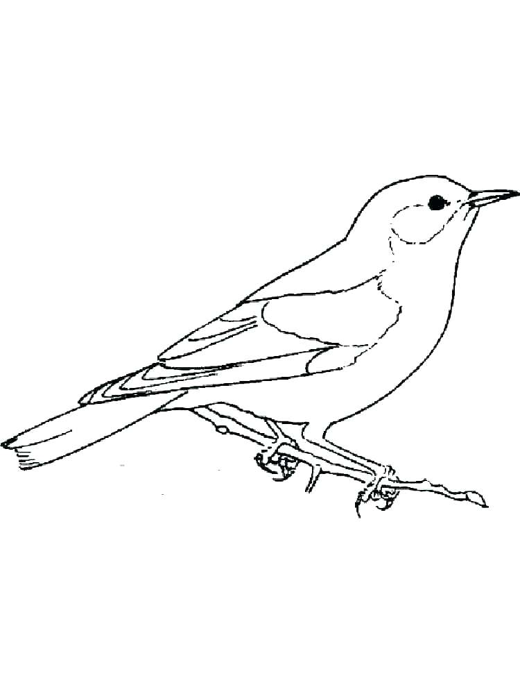 Mockingbird Coloring Page at Free printable