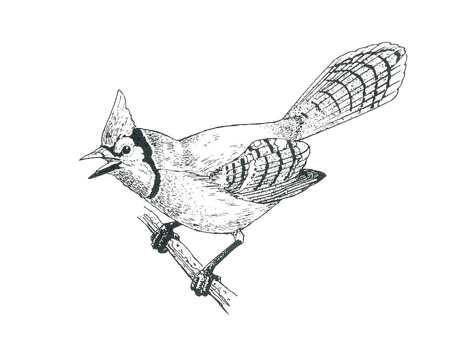 Mockingbird Coloring Page at Free printable