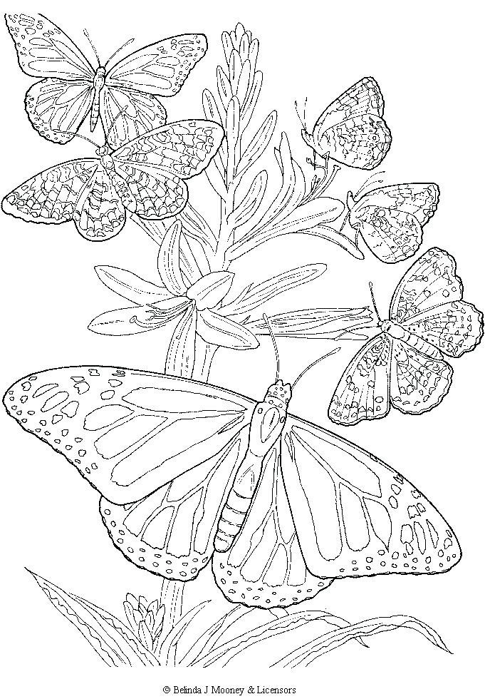 Monarch Butterfly Coloring Pages at GetColorings.com ...