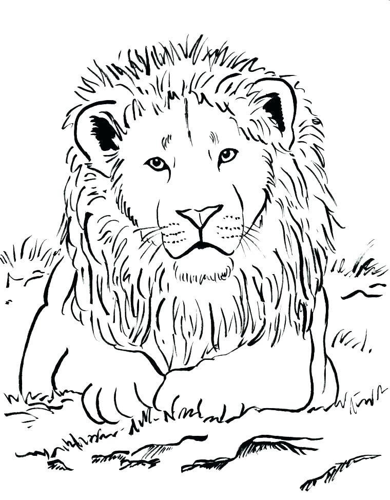 Free Printable Mountain Lion Coloring Pages