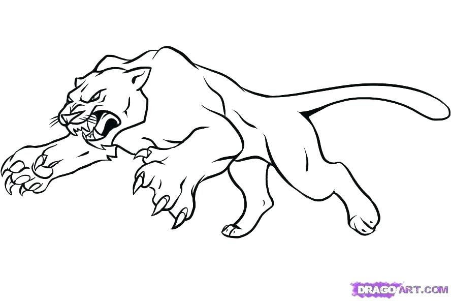mountain-lion-coloring-pages-at-getcolorings-free-printable