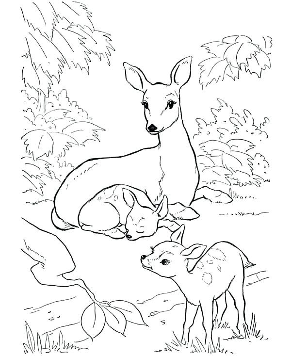 Mule Coloring Page at GetColorings.com | Free printable colorings pages