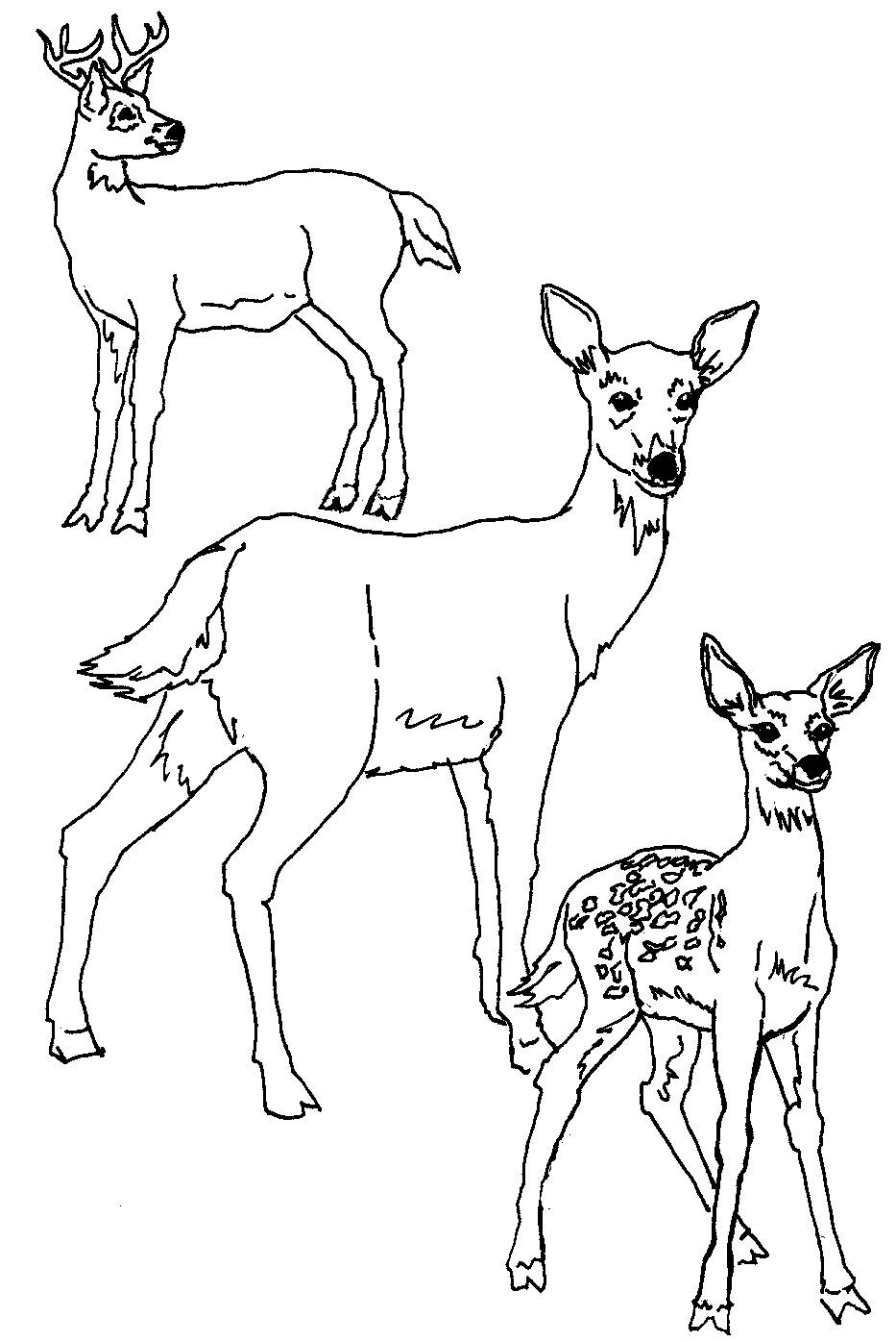 Mule Deer Coloring Page at GetColoringscom Free